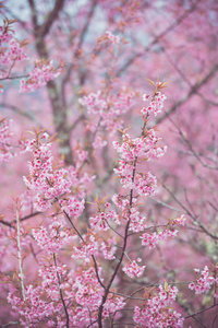 野生喜马拉雅山樱桃开花图片