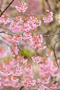 野生喜马拉雅山樱桃开花