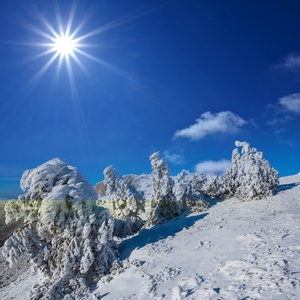 冬天大雪森林在闪耀的阳光下图片