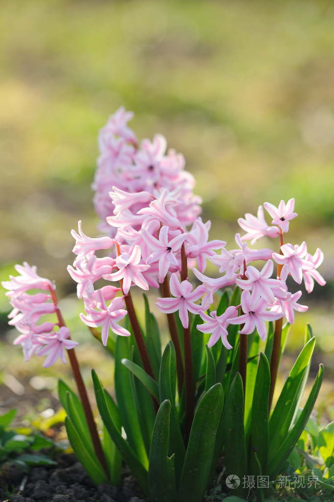 在春天的美丽风信子