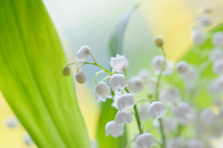 山谷百合花束在玻璃上自然背景