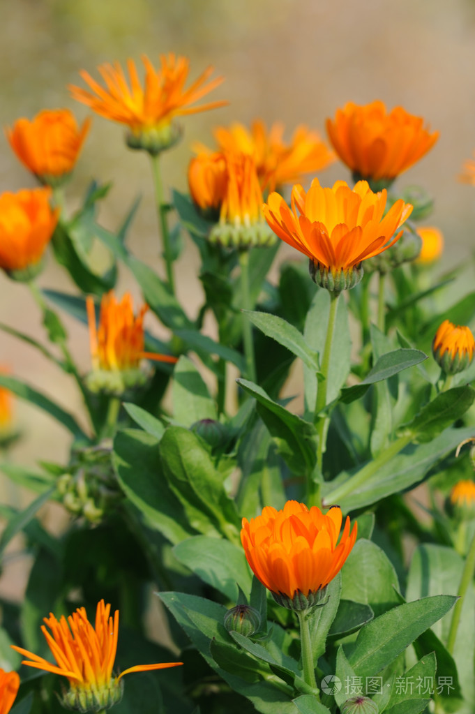 春天时间与太阳光线中的美丽草药金盏花字段