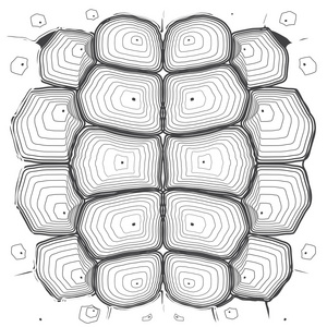 灰色的乌龟图片