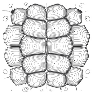 龟壳背景图片