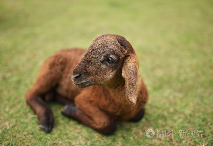 坐在草地上的小羊羔
