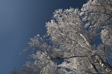 冰雪覆盖的天空树