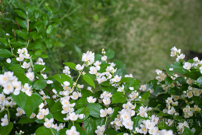春天的花朵白色茉莉花