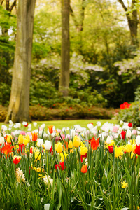 多彩郁金香花园中