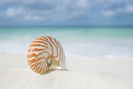 鹦鹉螺的壳，在白色的沙滩上
