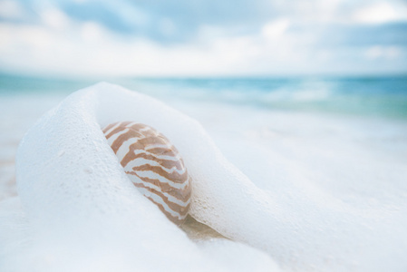 鹦鹉螺的壳在海浪