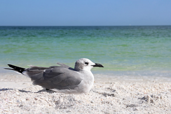 海鸥在海运的佛罗里达海滩上休息