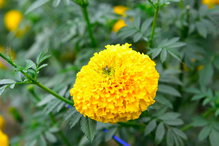 在花园的泰国的万寿菊