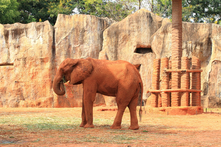 非洲大象