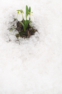 雪花莲和雪