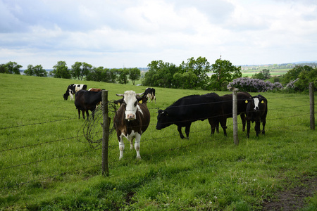 美丽的母牛在绿色的田野