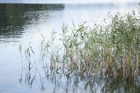 芦苇和长草在湖