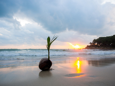 在海滩上的椰子