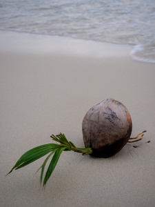 在海滩上的椰子