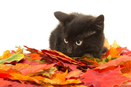 可爱的黑色小猫和叶子