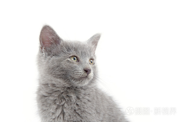 在白色的可爱灰色猫咪