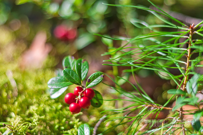 在森林里的越橘分支