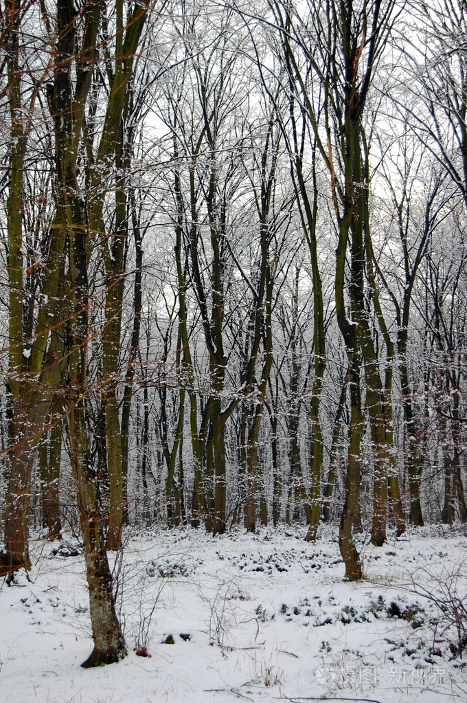 寒冷的冬天在树林里