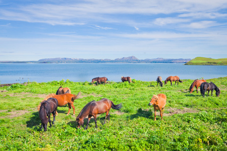 冰岛马在美丽风景的一个著名的旅游的地方冰岛北部湖附近的草地上