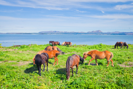 冰岛马在美丽风景的一个著名的旅游的地方冰岛北部湖附近的草地上