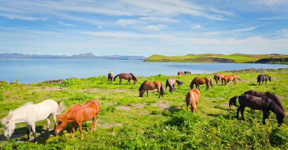 冰岛马在美丽风景的一个著名的旅游的地方-冰岛北部湖附近的草地上