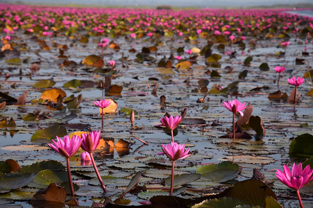 海的粉红色莲花，泰国