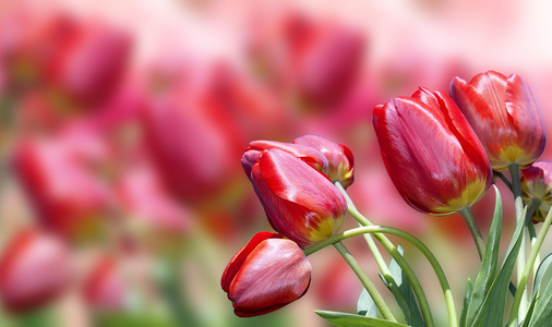 红 Tulips.Flowers 美丽背景