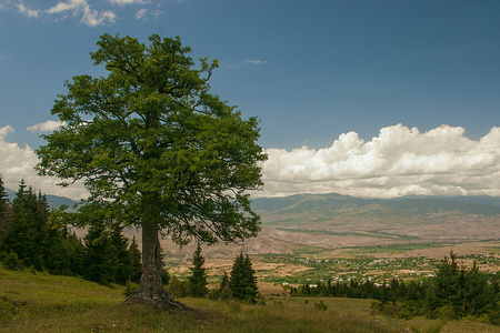 Loneley 树在格鲁吉亚山