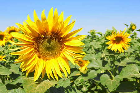 金葵花