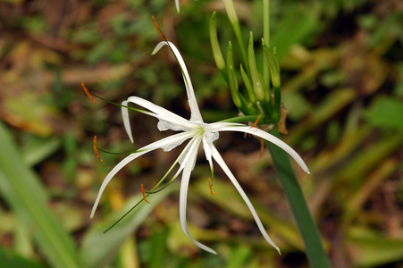 白色兰花花