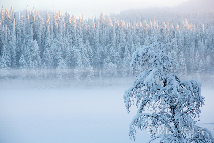 雪与雾在冬天松树树景观