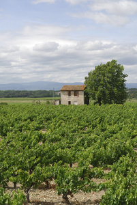朗格多克鲁西永 法国 在夏天的葡萄园