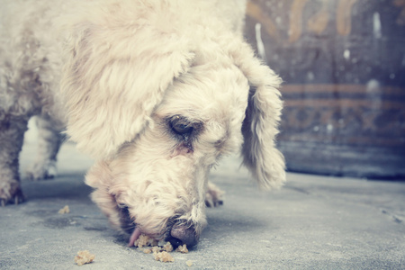 贵宾犬狗