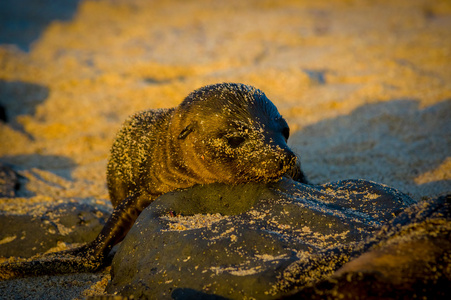 婴儿的海狮，日落，在加拉巴哥群岛