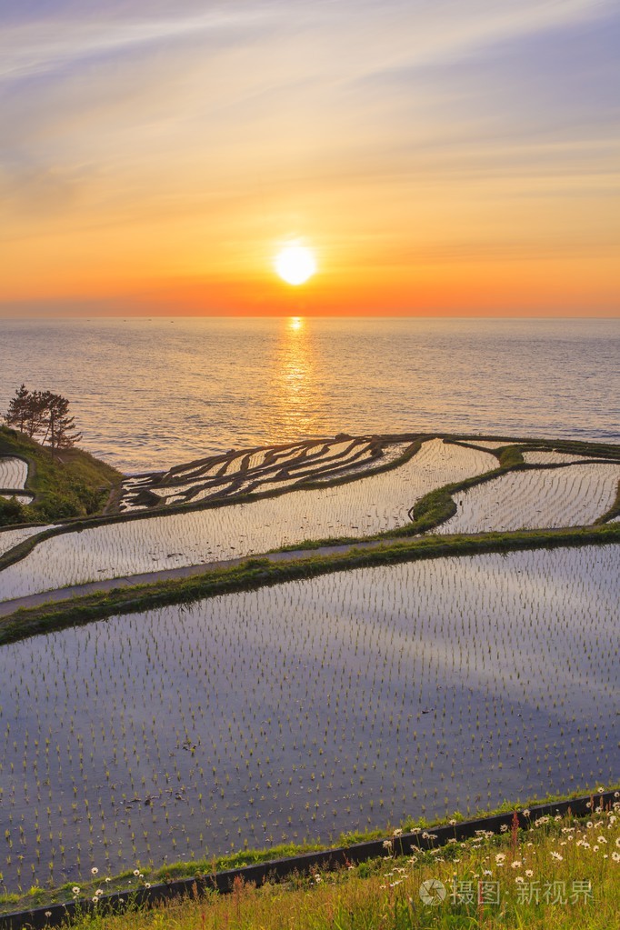 在日落时的水稻梯田