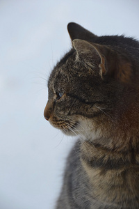 猫和雪