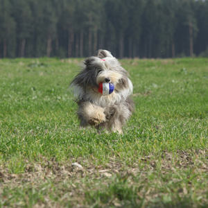 大胡子牧羊犬，在大自然中运行