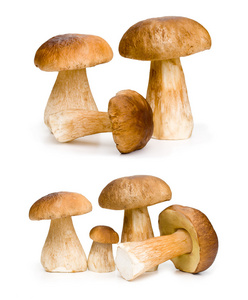 棕色的生蘑菇