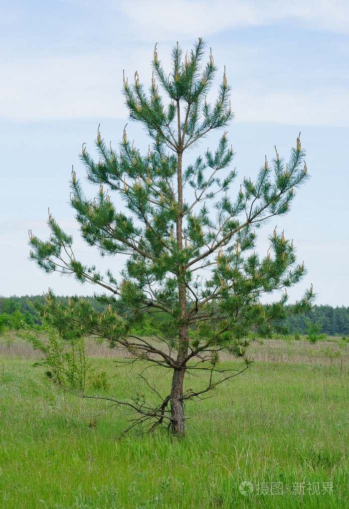 在蓝天上的一棵春天松树