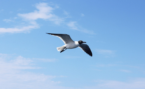 滑翔海鸥