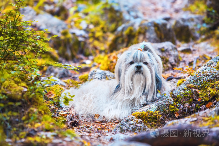 西施犬狗照片 正版商用图片1huwun 摄图新视界