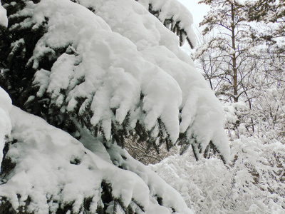 雪上云杉的分支