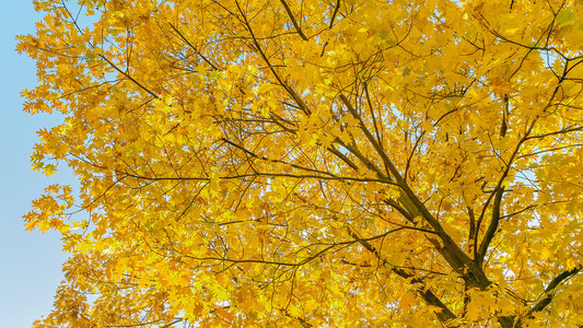 黄色的树叶的树