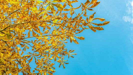 黄色的树叶的树