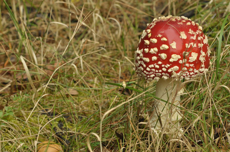 红伞菌蘑菇在森林里时，不能吃，有毒
