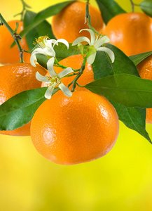 成熟的橘子的形象